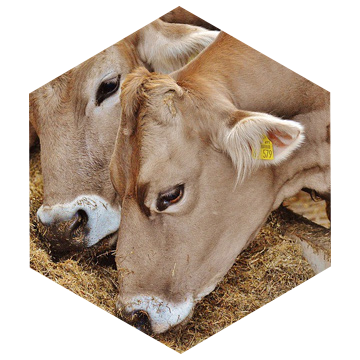 Animal Feed